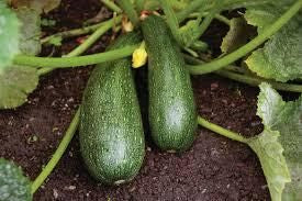 Zucchini Lb