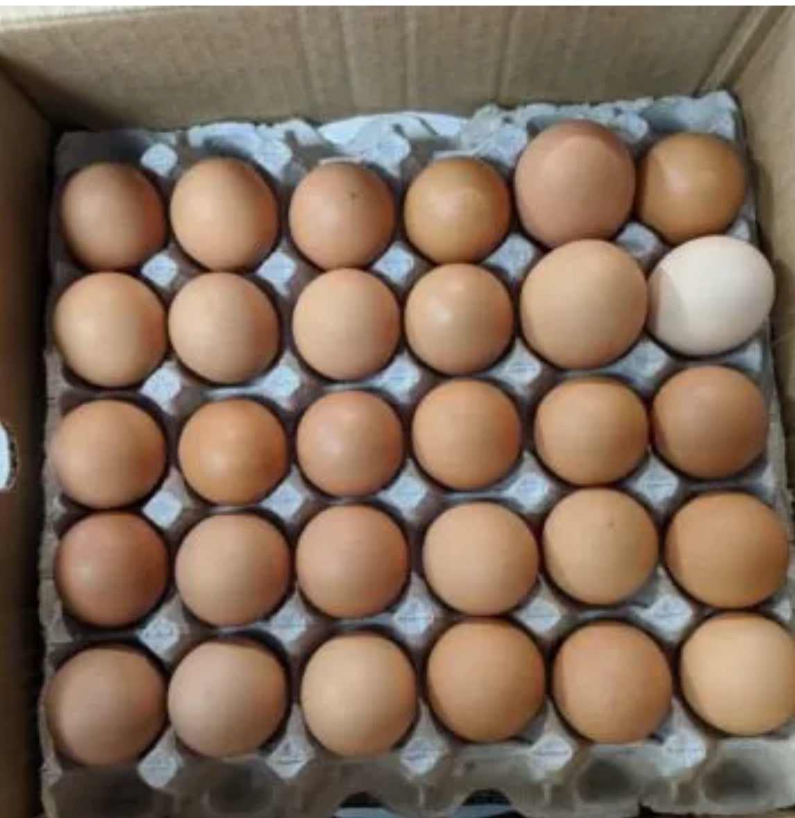 Rhode Island Red Hatching Eggs