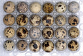 Quail Eggs